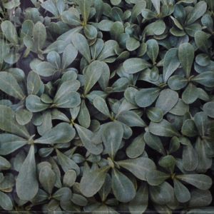 Postelein Zaad Groen