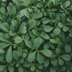 Postelein Zaad Groen