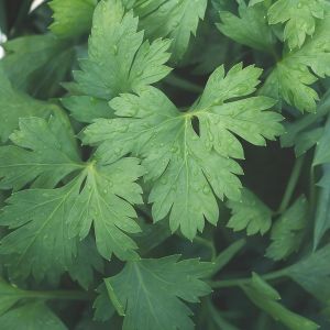 Snijselderie Zaad Amsterdams Donkergroen