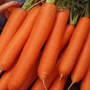 Winterwortel Zaad Berlikumer