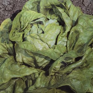 Kropsla Zaad Zomerkoning