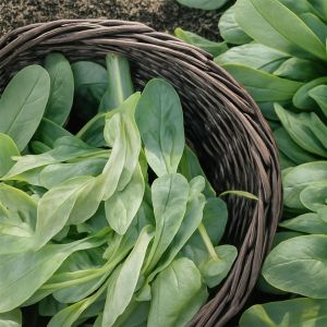 Veldsla Zaad Noordhollandse