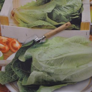 Bindsla Zaad Blanke Zelfsluitende