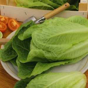 Bindsla Zaad Blanke Zelfsluitende