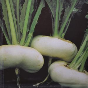 Tuinraap Zaad Platte Witte Mei