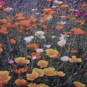 Californian poppy single