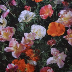 Californian poppy double