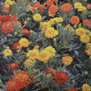 French Marigold Bonita