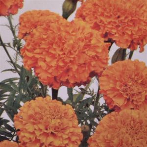 African Marigold Hawaii