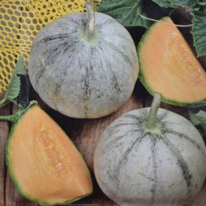 Meloenzaad Cantaloup Charentais