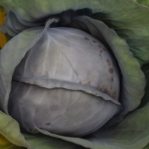 Rode Koolzaad Langedijker Bewaar