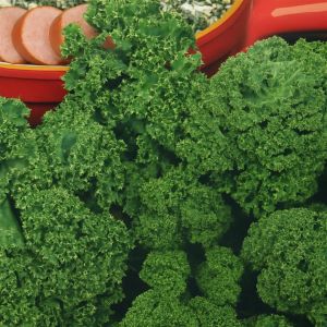 Boerenkool Zaad Westlandse Late Herfst