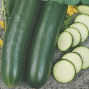 Komkommerzaad Hoffmans Johanna