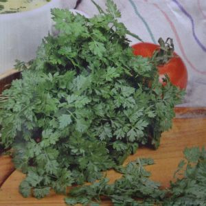 Chervil fine curled
