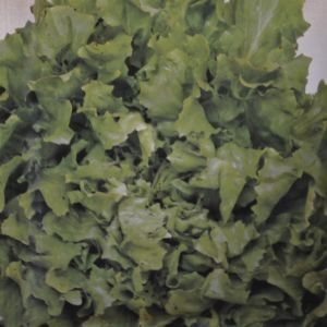 Andijvie Zaad Breedblad Volhart Winter