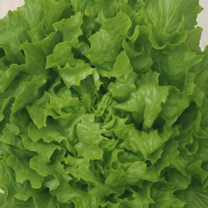 Andijvie Zaad Breedblad Volhart Winter