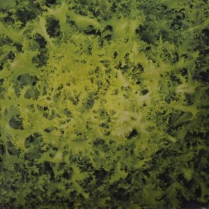 Andijvie Zaad Fijne Krul Geel