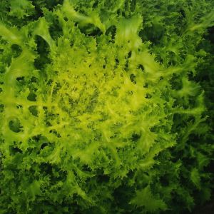 Andijvie Zaad Fijne Krul Geel