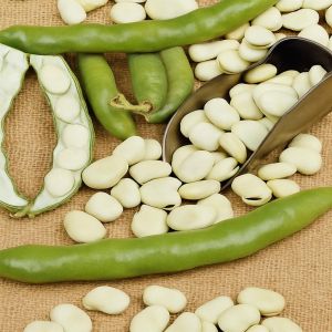 Tuinbonenzaad Leidse Hangers