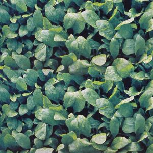 Spinazie Zaad Breedblad Scherp