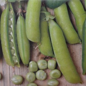 Doperwtenzaad Wonder Van Amerika