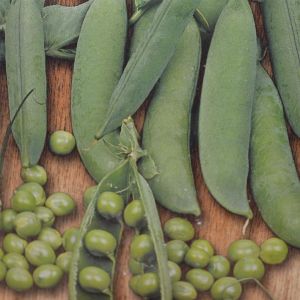 Doperwtenzaad Kelvedon Wonder