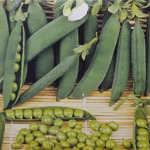 Doperwtenzaad Eminent