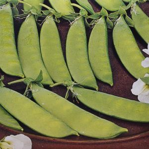 Peulen- of Sluimerwtenzaad De Grace