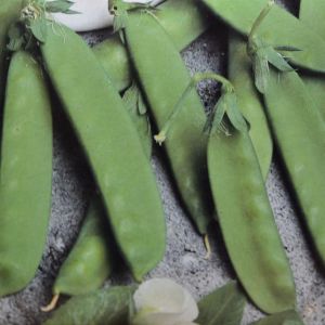 Peulen- of Sluimerwtenzaad Record