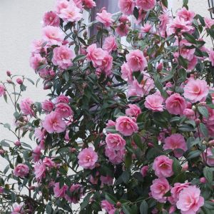 Camellia Pink visions
