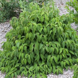 Cornus Cerisea Kelseyi Kornoelje