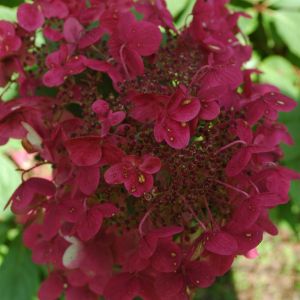Hortensia Paniculata Wims Red