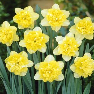 Narcissen Dubbelbloemig Full House x 10