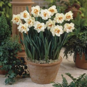 Narcissen Dubbelbloemig Flower Drift x 10