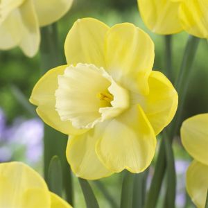 Narcissus Altun Ha 12/14 x 10