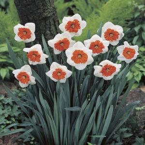 Narcissen Grootbloemig Bella Vista x 10