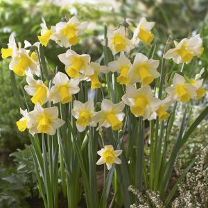 Narcissen Jonquilla Golden Echo x 10