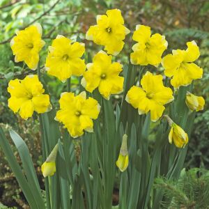 Narcissen Spleetkronig Pretty In Yellow x 10