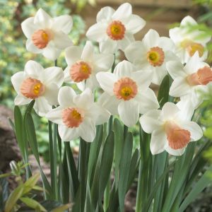 Narcissen Trompet Pink Silk x 10