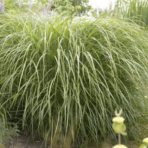 Miscanthus Sinensis Yakushima Dwarf