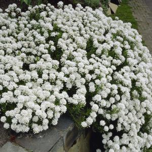 Iberis Sempervirens Snowflake