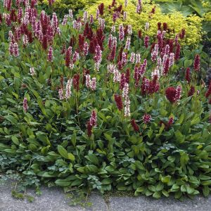 Persicaria Affinis Darjeeling Red