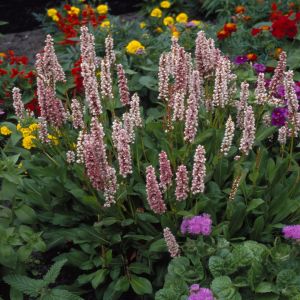 Persicaria Affinis Donald Lowndes