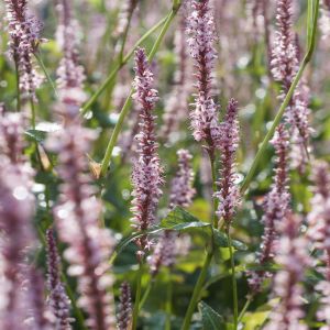 Persicaria Amplex Rosea Duizendknoop