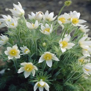 Pulsatilla Vulgaris Alba Wildemanskruid