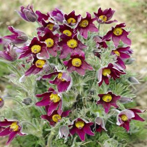 Pulsatilla Vulgaris Rubra Wildemanskruid