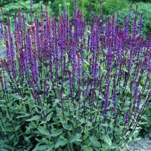 Salvia nemorosa Caradona 17 cm