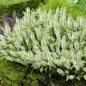 Salvia Nemorosa Schneehügel Salie