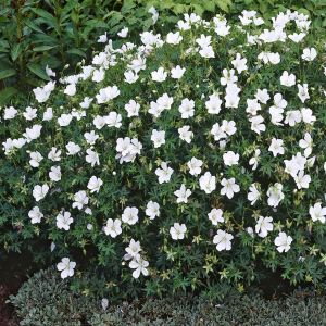 Geranium Sanguineum Album Ooievaarsbek