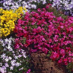 Phlox Subulata Scarlet Flame Vlambloem